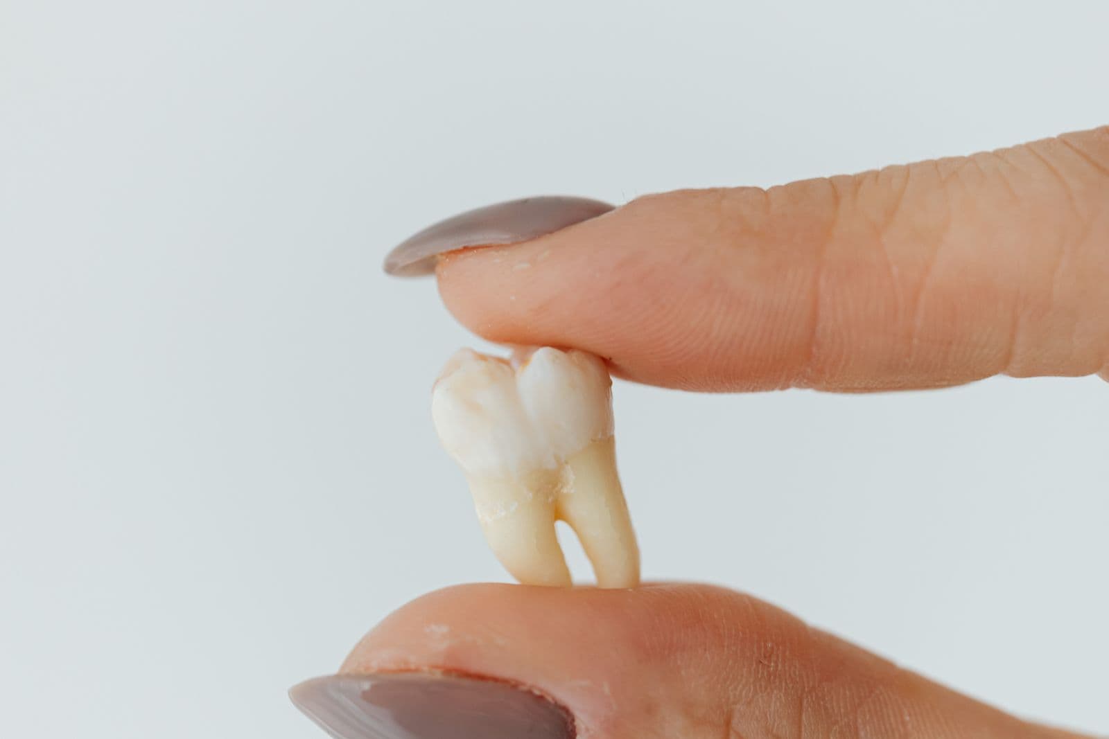 A hand holding a single human tooth by the crown.
